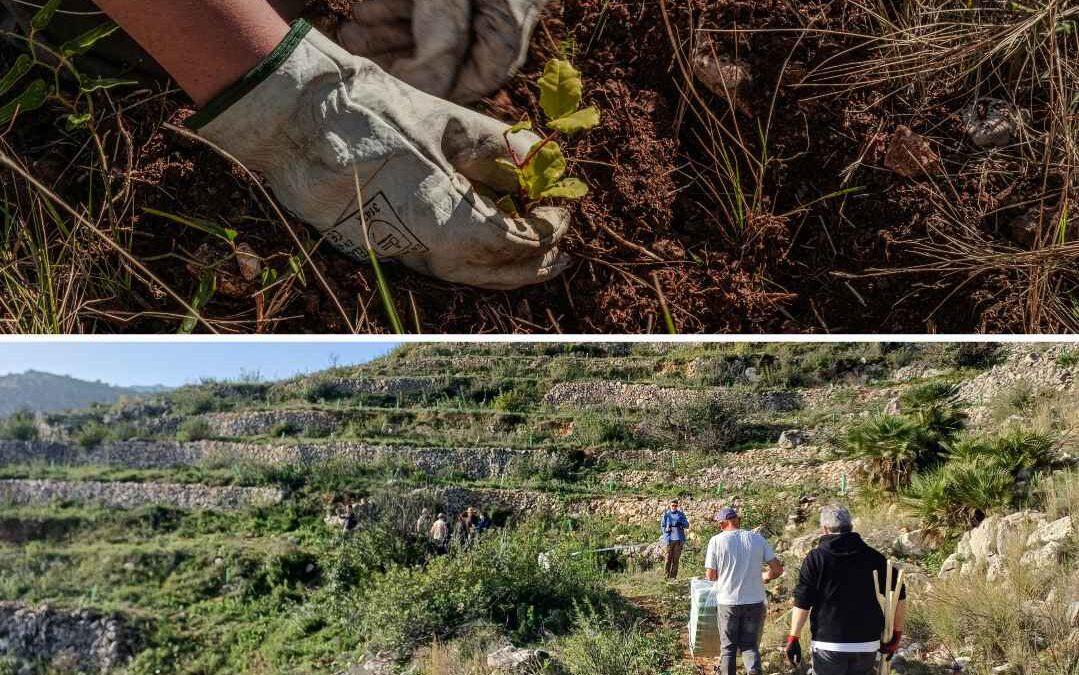 Proyecto reforestación Covamur & Desert Leaves